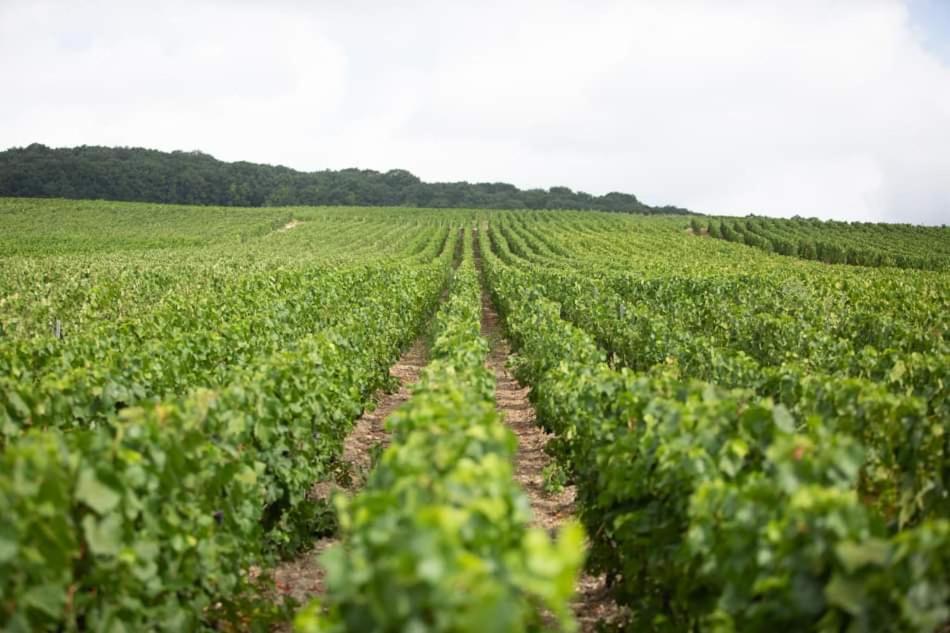 Gite "Le Millesime" Epernay Exterior photo